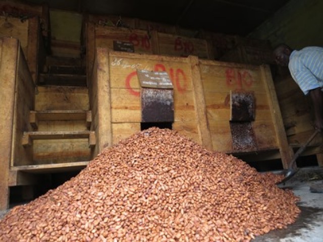 Cacao